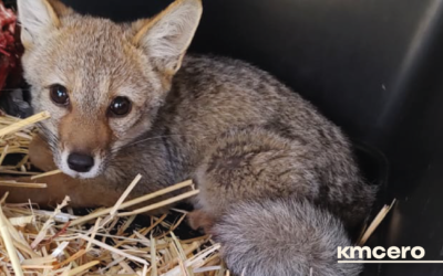 Aún quedan cenizas: El rescate privado a la fauna silvestre afectada por los incendios en Viña del Mar