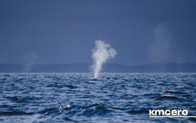 La contaminación invisible del ruido submarino